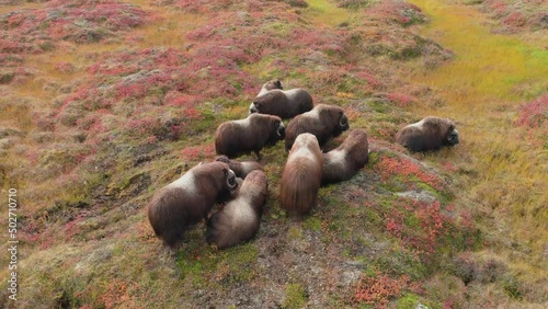 Aerial view of a small herd of Musk ox (Ovibos moschatus) on the tundra in autumn colors photo
