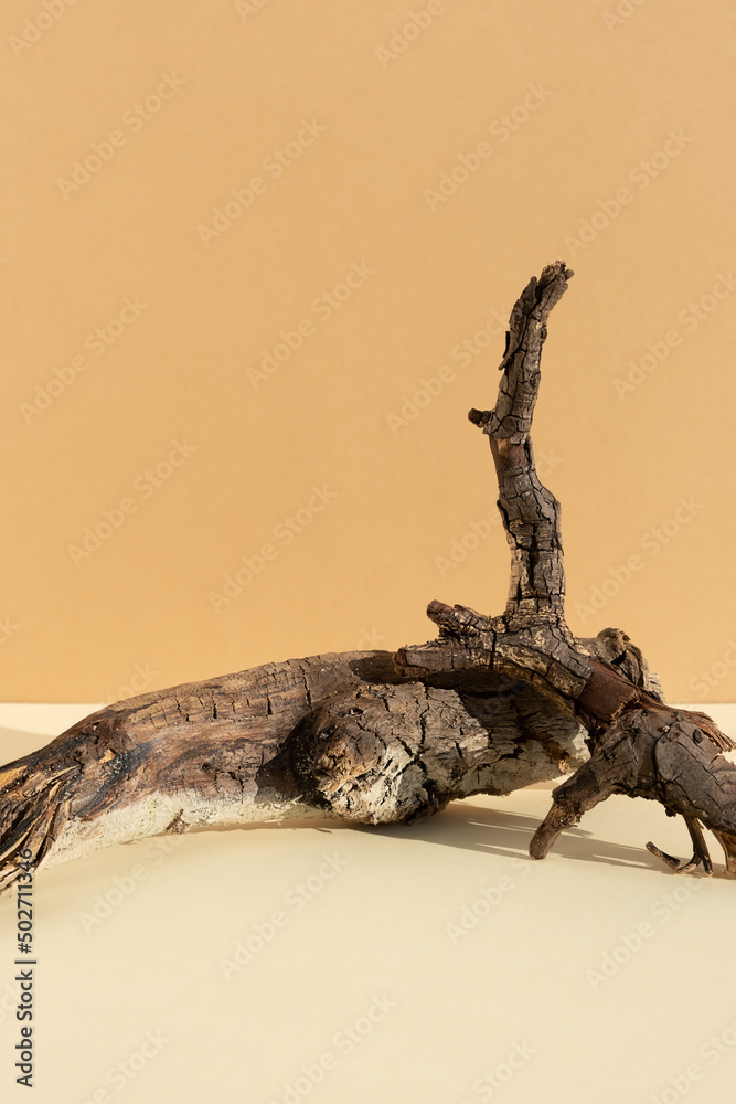 Fototapeta premium Abstract minimalistic scene made of dry tree branches. Natural wooden podium on beige background. Concept natural cosmetics with organic components. Showcase, display case