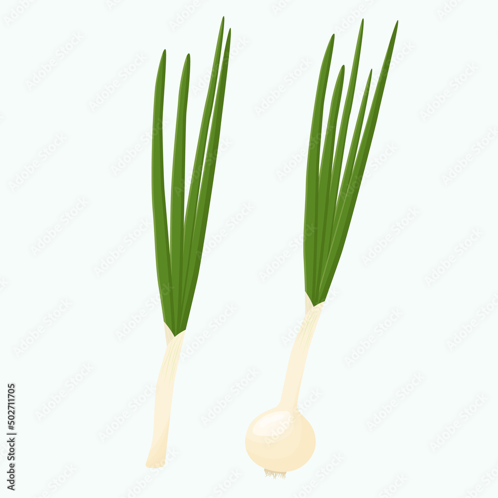 Whole green onion isolated on background. Flat vector illustration