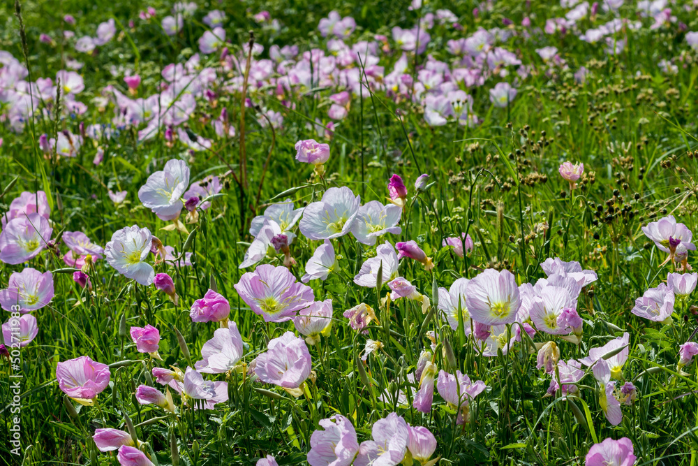 Lovely flowers blooming in the wild Lovely flowers blooming in the wild