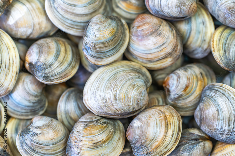 Close-up of Littleneck Clams. Shell background.
