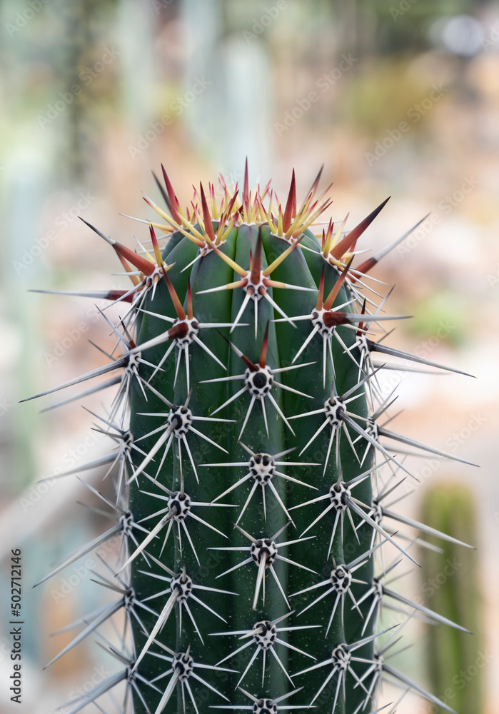 Close-up of a big Cereus cactus with dark green stem, red and white long sharp spines. A succulent plant and ornamental plant for decorating in the rock garden. Close-up of a big Cereus cactus with dark green stem, red and white long sharp spines. A succulent plant and ornamental plant for decorating in the rock garden.
