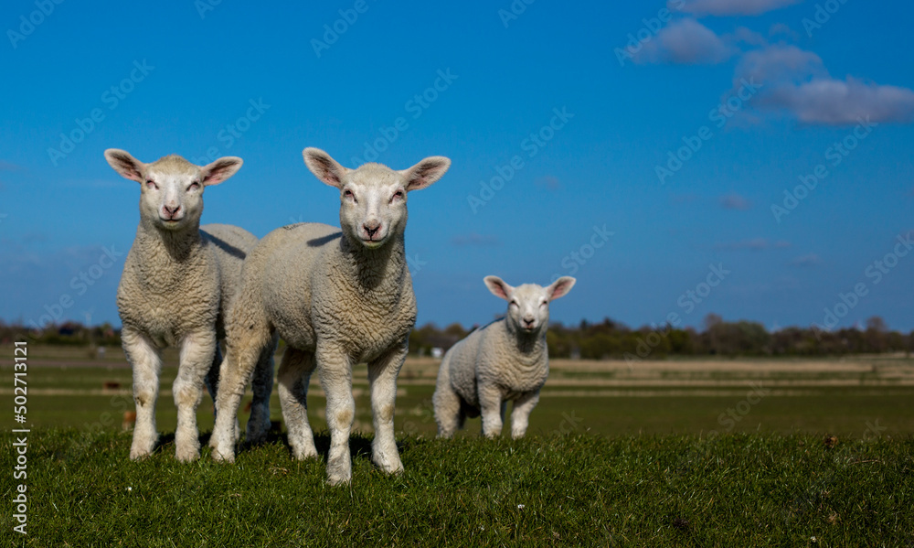 Fototapeta premium three lambs in the pasture