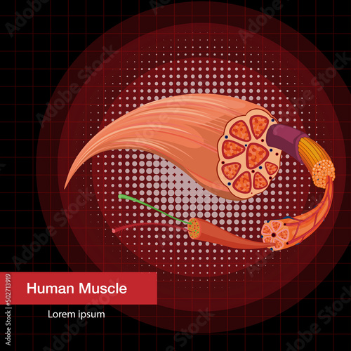 Human muscle anatomy structure