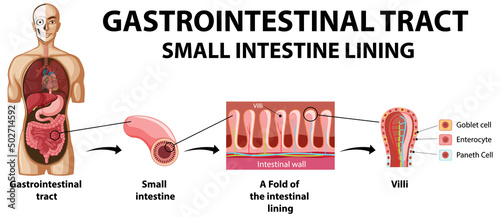 Diagram showing gastrointestinal tract in human