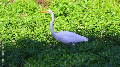 Beautiful White Heron Eastern great egret bird in a Pond at Parramatta Park in an inner western suburbs of Sydney NSW Australia photo