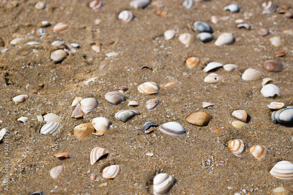 Day at the seaside. Colorful shells in the sand at the beach. Background with seashells Day at the seaside. Colorful shells in the sand at the beach. Background with seashells