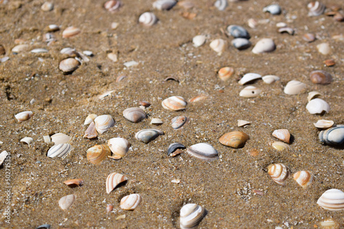 Day at the seaside. Colorful shells in the sand at the beach. Background with seashells