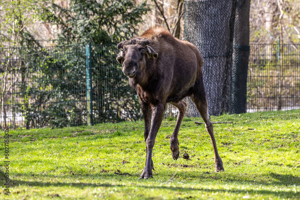 European Moose, Alces alces, also known as the elk European Moose, Alces alces, also known as the elk