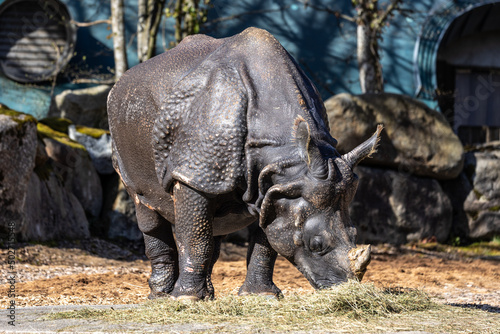 The Indian Rhinoceros  Rhinoceros unicornis aka Greater One-horned Rhinoceros