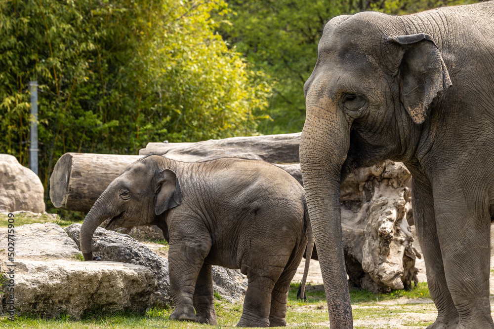 A young little Asian elephant, Elephas maximus also called Asiatic elephant A young little Asian elephant, Elephas maximus also called Asiatic elephant