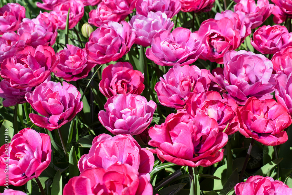 Beautiful tulips varietes. Pink tulip Beautiful tulips varietes. Pink tulip