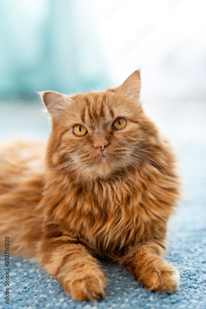 A large fluffy red cat lies beautifully on the floor in the interior of apartment, looks attentively with large yellow eyes. Vertical