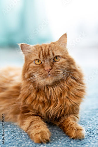 A large fluffy red cat lies beautifully on the floor in the interior of apartment, looks attentively with large yellow eyes. Vertical