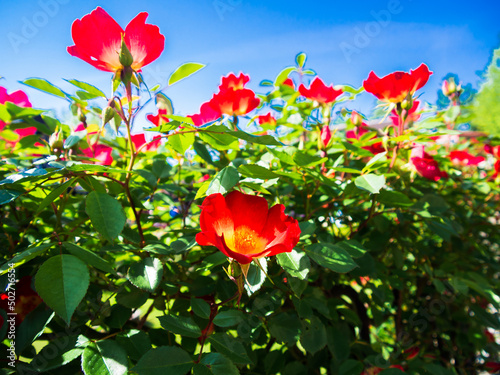 赤いバラの花が咲く観光地の風景