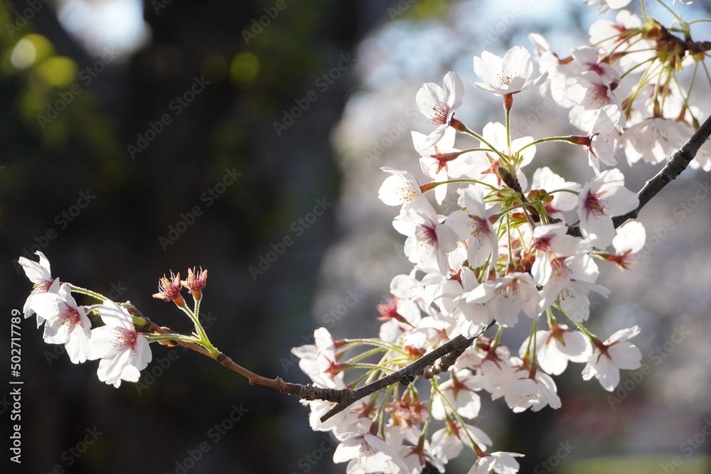 Sakura in Goryokaku Park, Hakodate, Hokkaido
