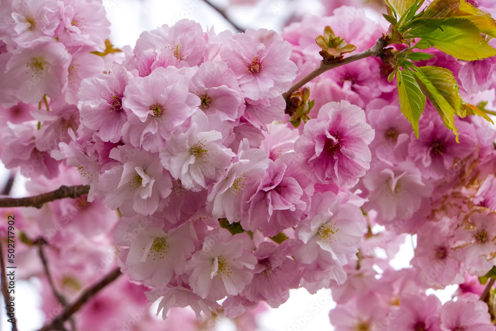Sakura in Matsumae Park, Hokkaido Sakura in Matsumae Park, Hokkaido