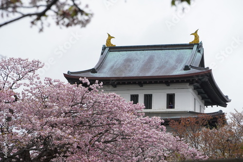 Sakura in Matsumae Park, Hokkaido