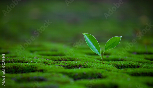 Bright green sapling. A small tree that grows with green plants, moss, in evergreen forests. Green Earth Day and Earth Day concept.