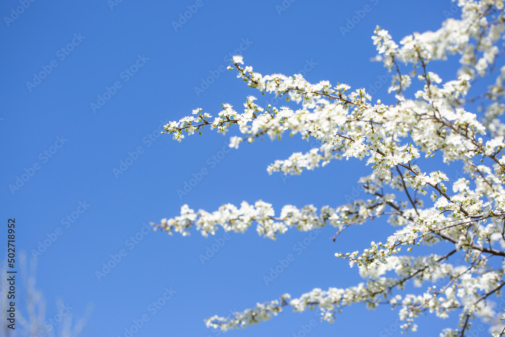 White flowers bloom in the trees. Spring landscape with blooming sakura tree. Beautiful blooming garden on a sunny day. Copy space for text. White flowers bloom in the trees. Spring landscape with blooming sakura tree. Beautiful blooming garden on a sunny day. Copy space for text.