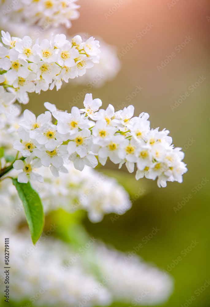 Bird cherry branches in the garden in spring
Bird cherry branches in the garden in spring