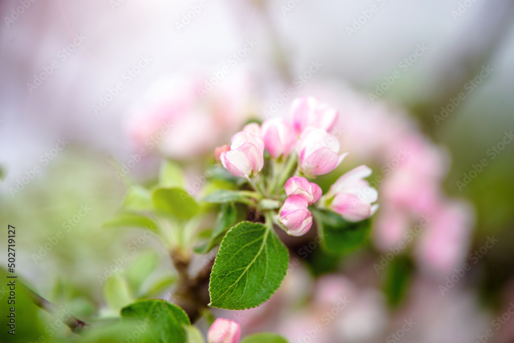 Obraz premium appletree blossom branch in the garden in spring 