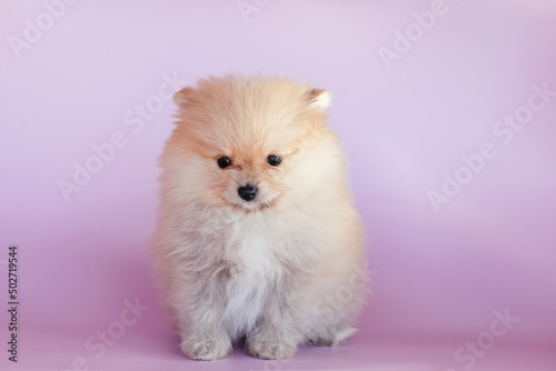 Cute pomeranian puppy on a pink background.