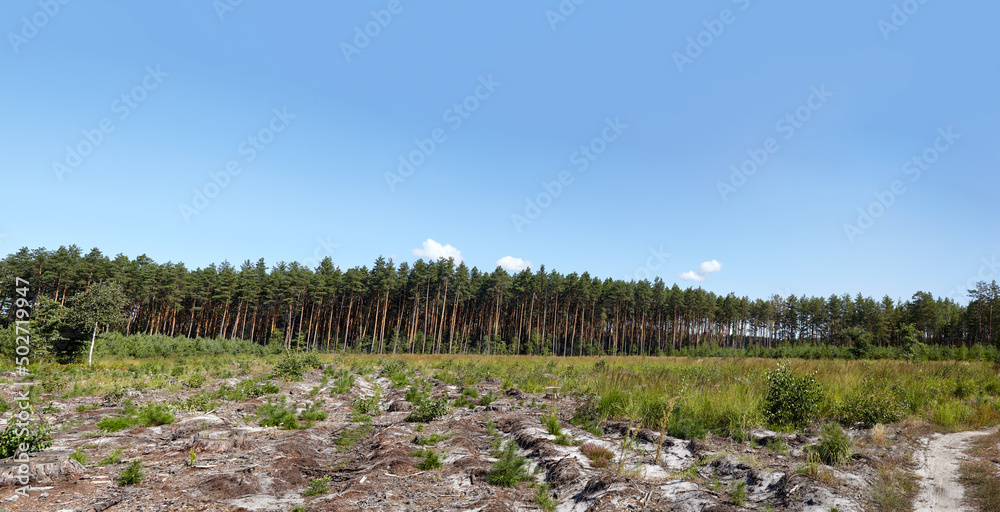 Fototapeta premium Panoramic photo of dense pine forest against the sky and meadows. Beautiful landscape of a row of trees and blue sky background