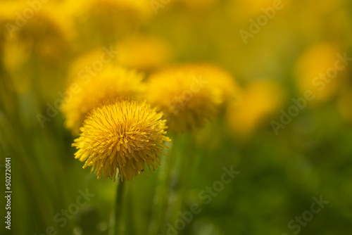 yellow dandelion in the rays of the sun in the morning meadow