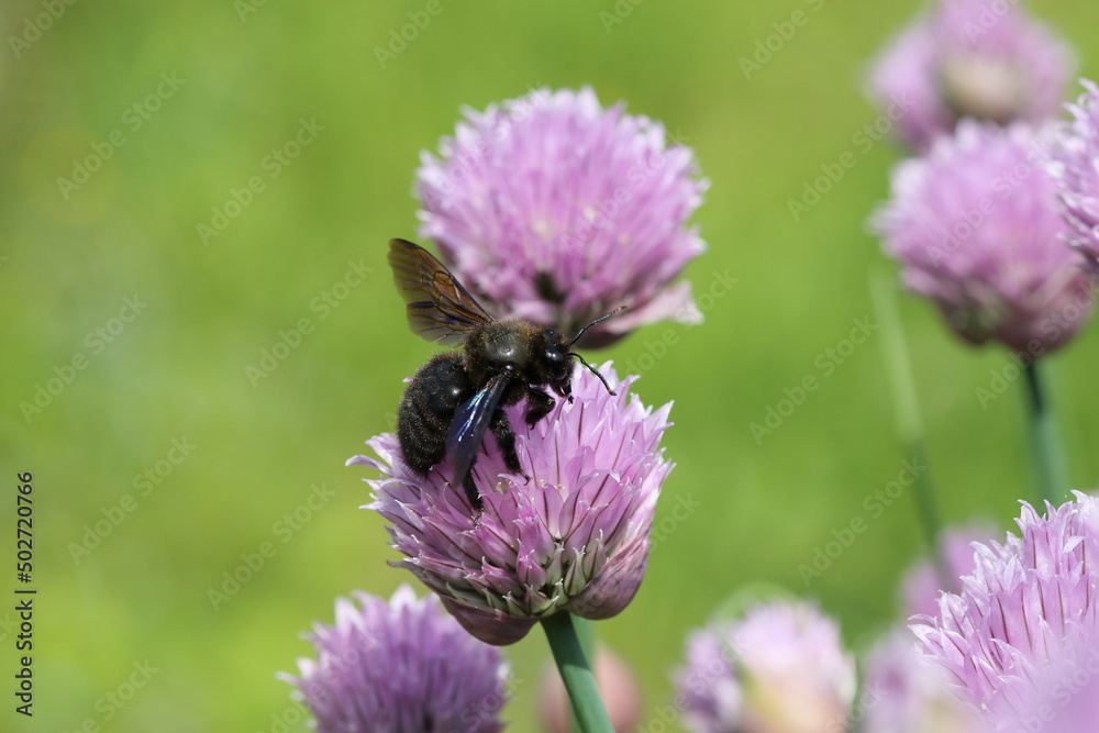 A Violet Carpenter bee (Xylocopa violacea) on an Allium flower. A Violet Carpenter bee (Xylocopa violacea) on an Allium flower.