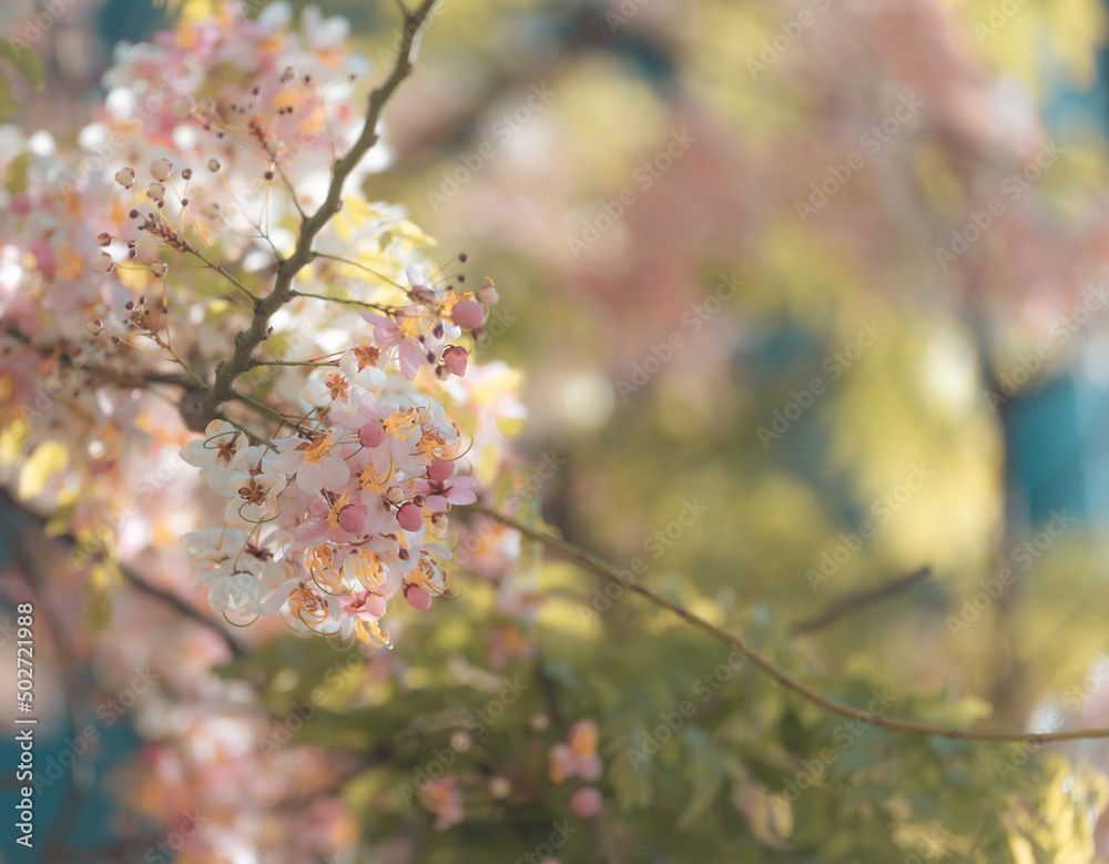 Obraz premium Pink Cassia blossom or Pink and white Shower. Nature Background