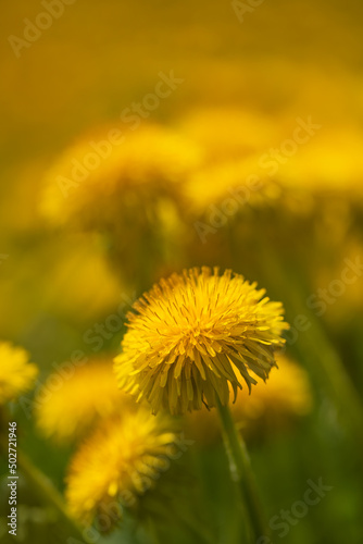 mniszek lekarski żółty na łace o poranku, dandelion