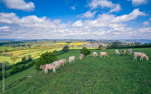 Bulls on Devon Fields and Meadows from a drone, English Village, England, Europe