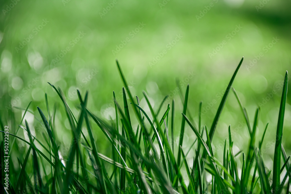 Fresh green grass meadow. Green grass. Photo of nature. Fresh green grass meadow. Green grass. Photo of nature.