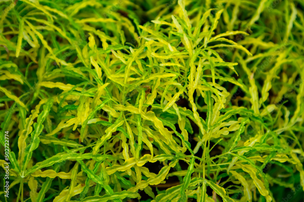 green grass background green grass background