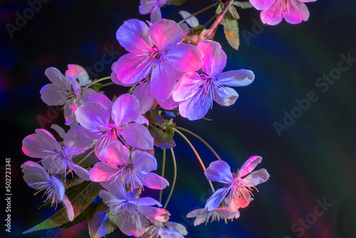 Flowers of fruit trees on branches  white flowers