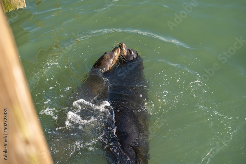 Pair of sea lions swim in the water and kiss.