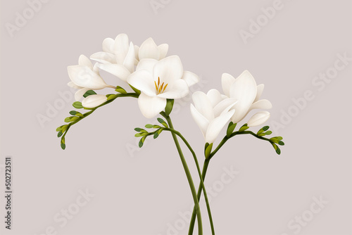 3d beautiful freesia flowers photo