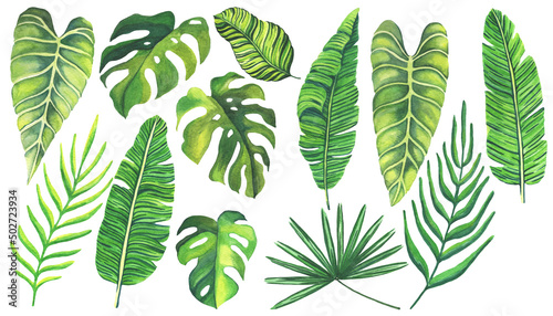 Tropical green leaves on white background. Set of hand drawn watercolor illustration. Exotic plants