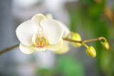 White flower of blooming phalaenopsis orchid