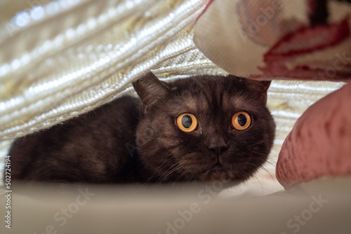 frightened cat hides under blanket