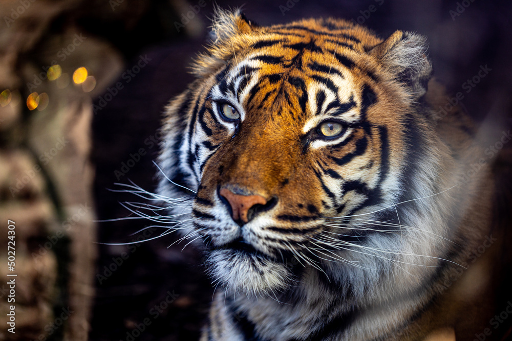 Portrait of a Sumatran Tiger