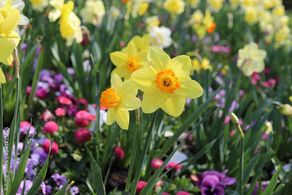 Garden. Spring flowers, tulips, hyacinths, daffodils, daisies, forget me not. Garden. Spring flowers, tulips, hyacinths, daffodils, daisies, forget me not.