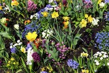 Spring garden. Crown imperial, tulips, hyacinths, daffodils, daisies, forget me not. 