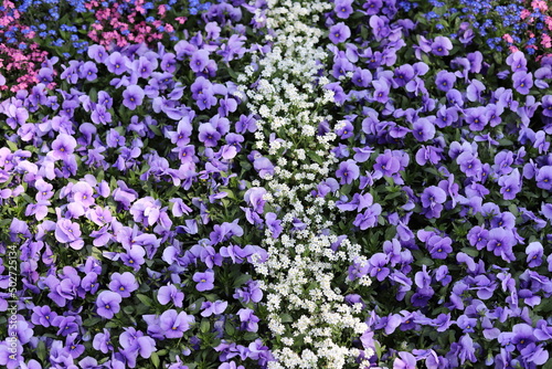 Garden. Spring flowers  purple pansies  colorful forget-me-nots.