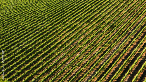 Aerial top view of vineyard in Italy