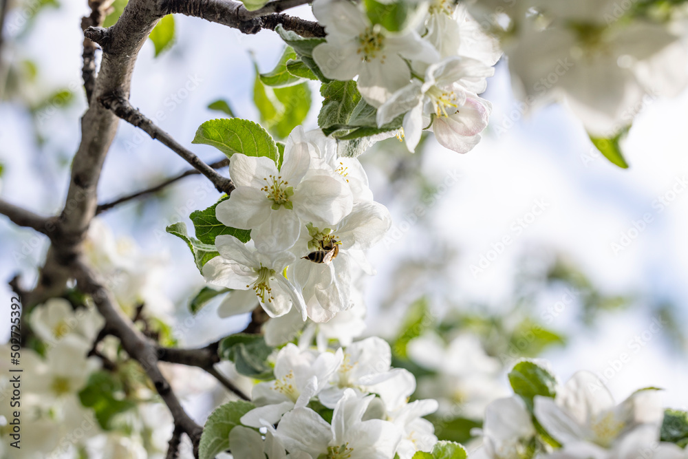 Spring background art with white apple blossom on blue sky background. Beautiful nature scene with blooming tree and sun flare