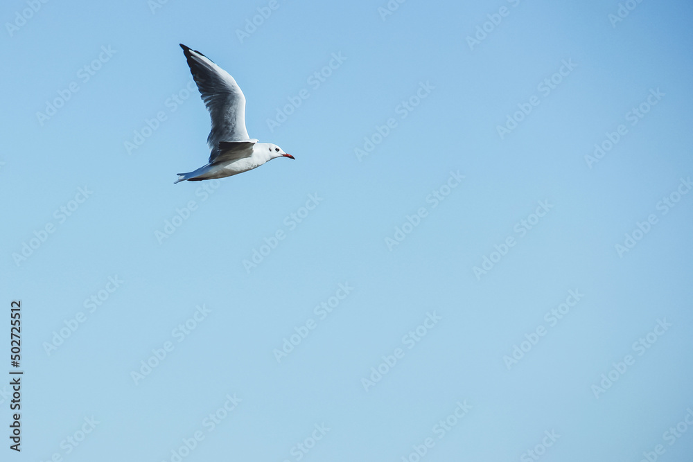 Seagull flies in the sky. Bird in the sky
