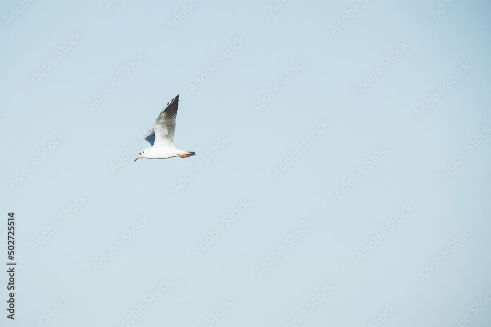 Fototapeta premium Seagull flies in the sky. Bird in the sky