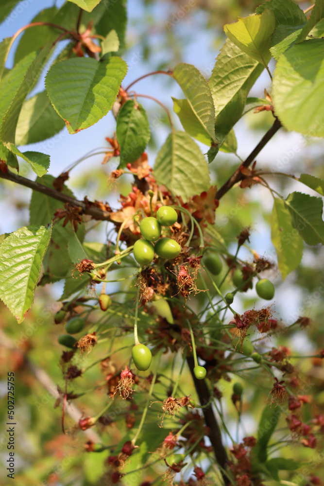 Close-up of green unripe cherries growing on branches with faded flowers in the orchard. Prunus avium tree with green fruits on springtime Close-up of green unripe cherries growing on branches with faded flowers in the orchard. Prunus avium tree with green fruits on springtime